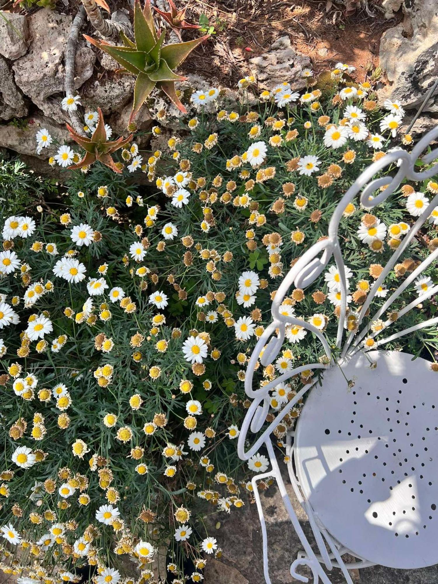 Villa Casa Vacanze Fiore Gallipoli Eksteriør billede
