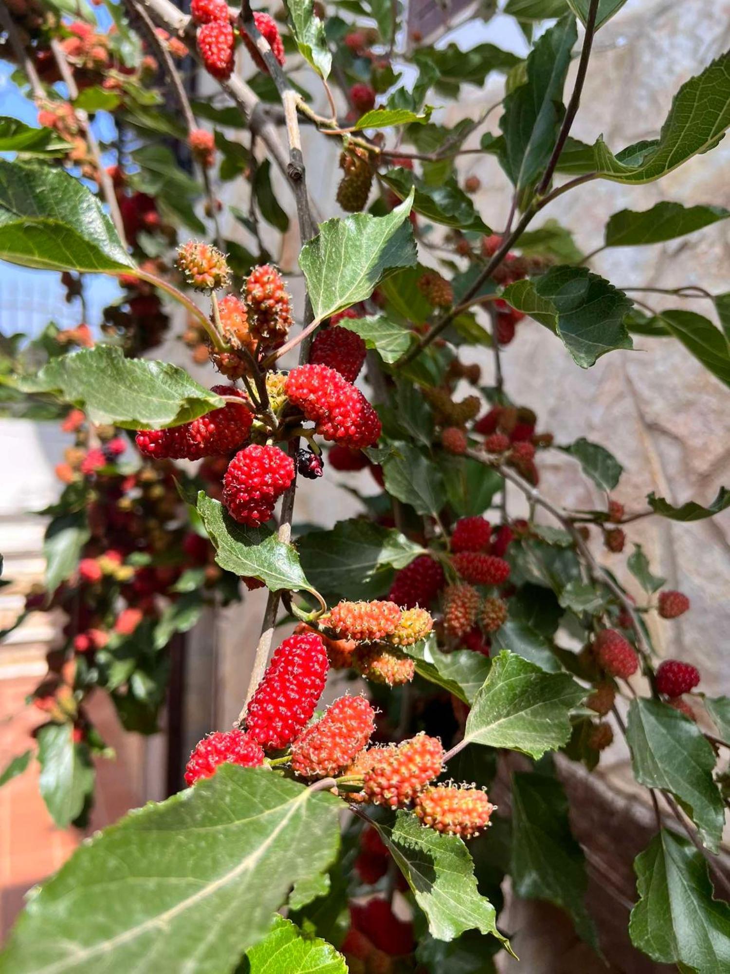Villa Casa Vacanze Fiore Gallipoli Eksteriør billede
