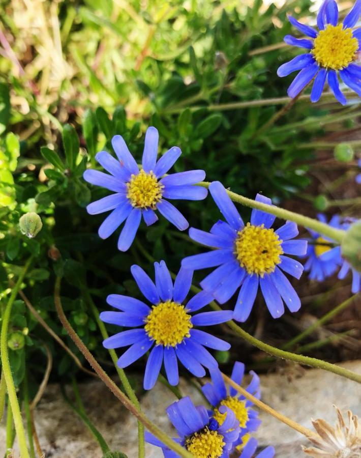 Villa Casa Vacanze Fiore Gallipoli Eksteriør billede